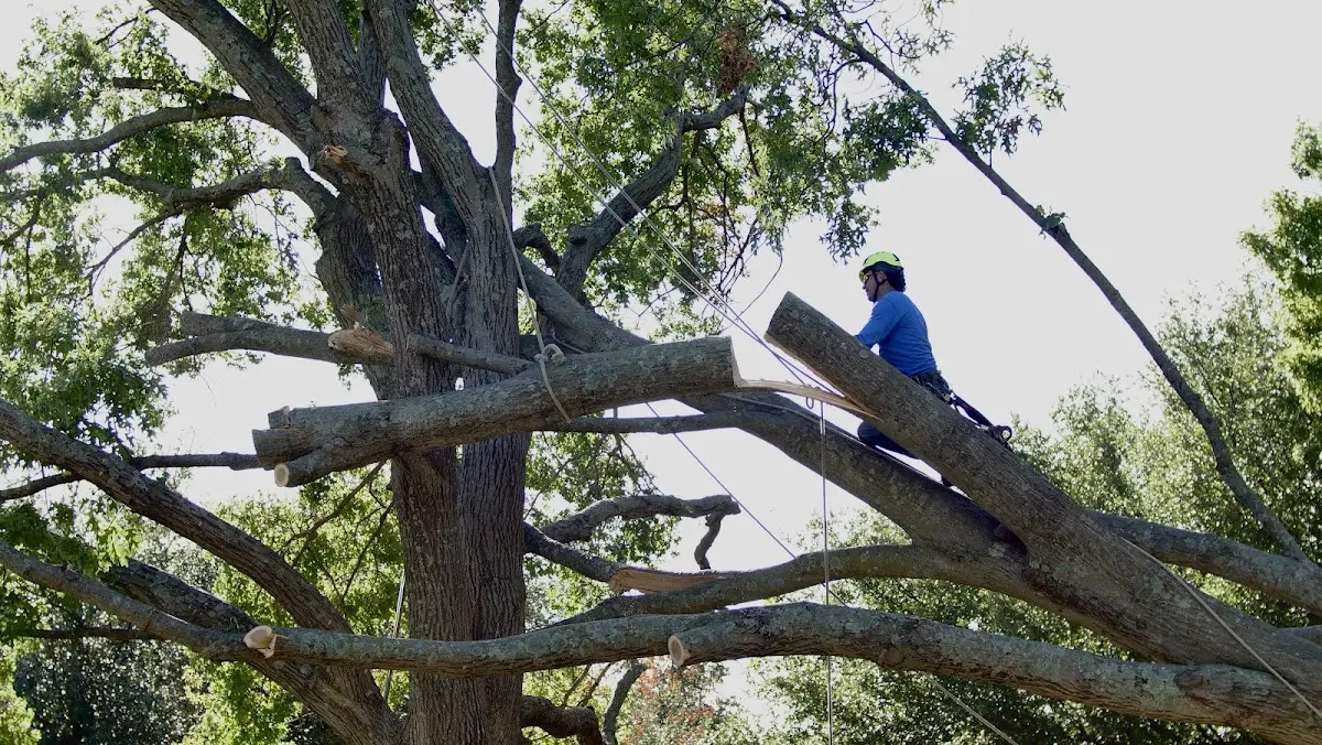 Professional Hazardous Tree Removal performed by certified arborists in Mccomb
